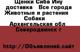 Щенки Сиба Ину доставка - Все города Животные и растения » Собаки   . Архангельская обл.,Северодвинск г.